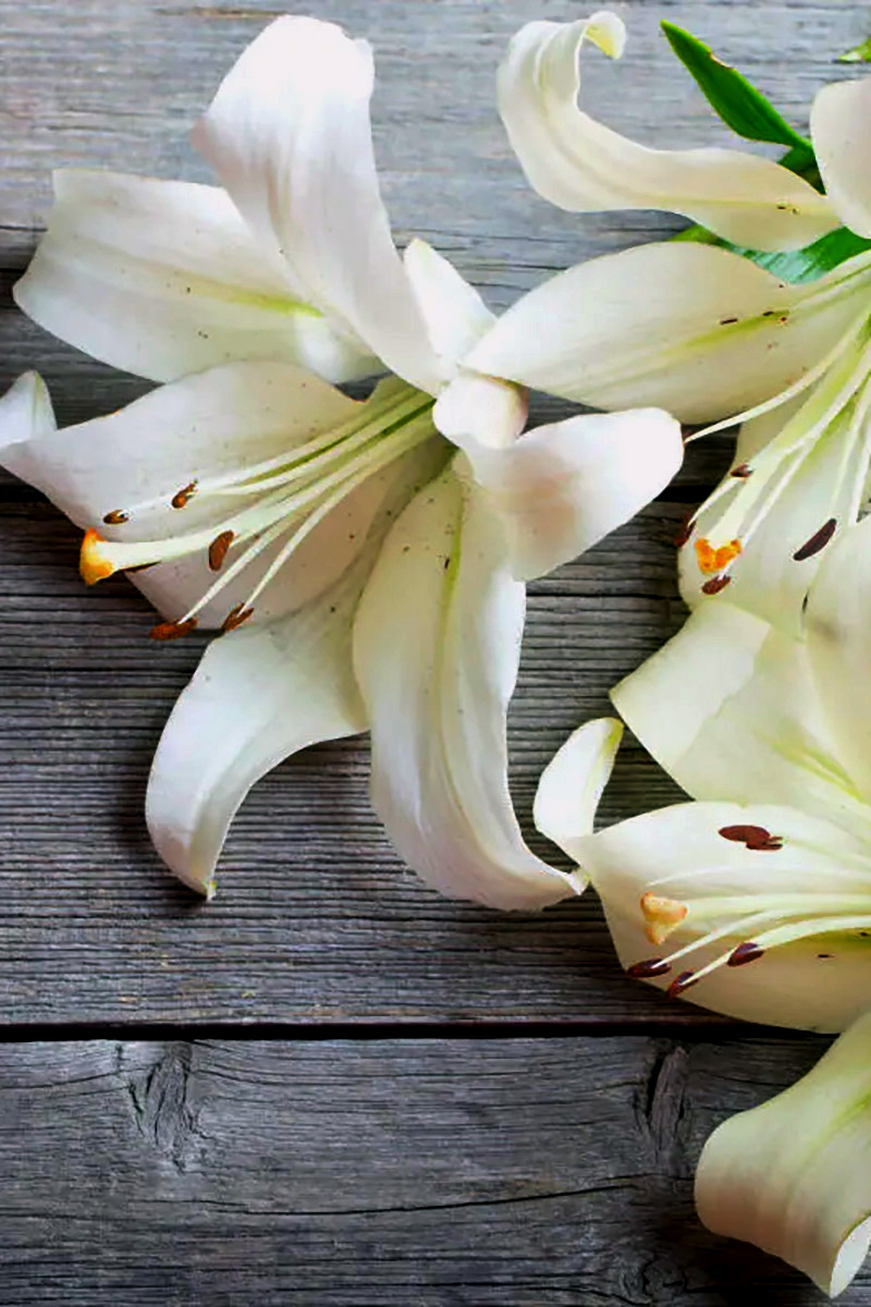 La Mer（ラ・メール）