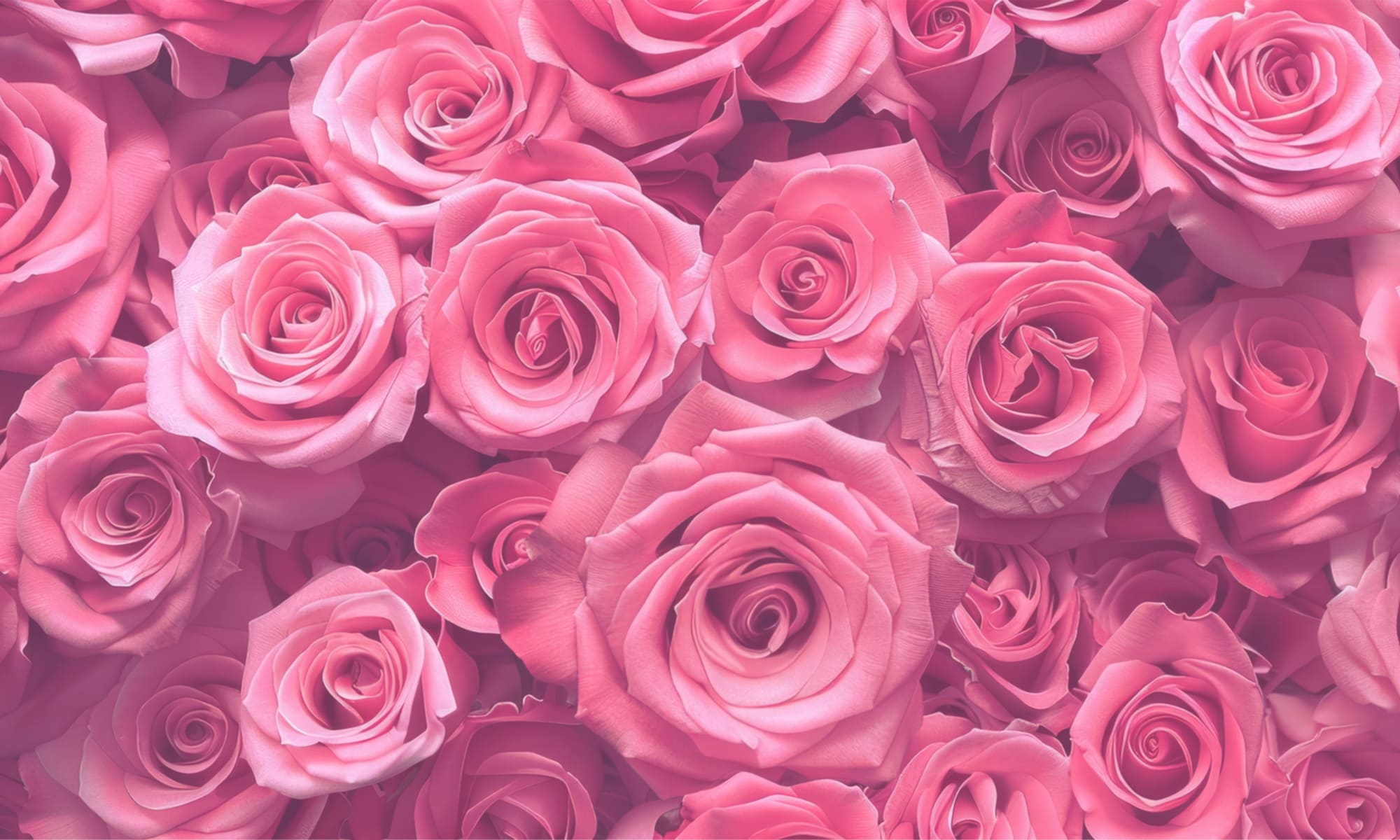 Colors（カラーズ）