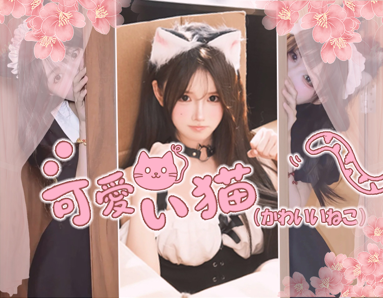 可愛い猫（かわいいねこ）