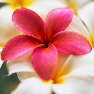 ENVI（エンヴィ）