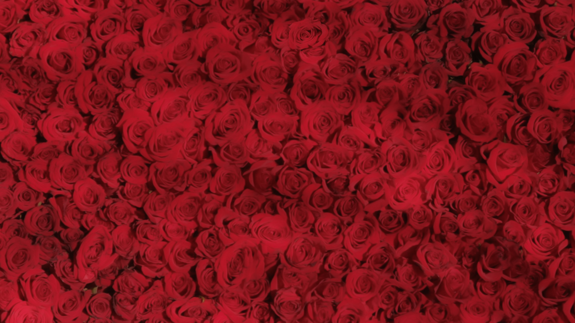 エステティックRose松戸