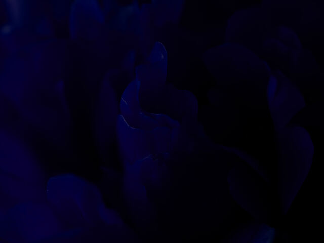 泡とろエステ